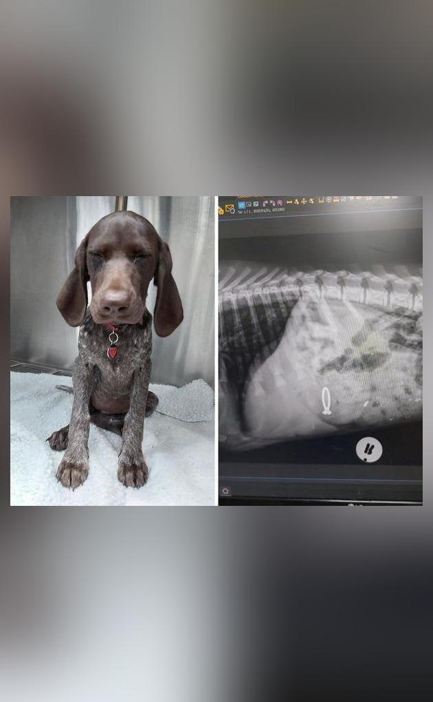 Dog swallows owner's engagement ring in South Africa; hospital shares X