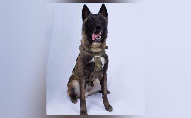 Dog breed that tracked Osama bin Laden & ISIS chief to be part of ...
