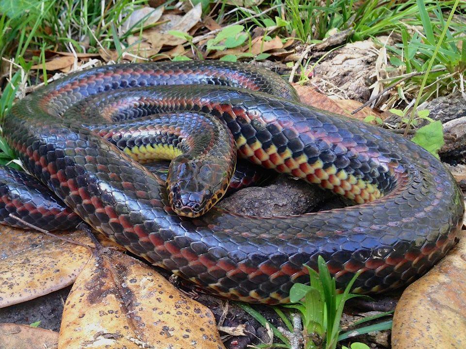 Rare rainbow snake spotted in Florida for 1st time in 51 yrs, hiker ...