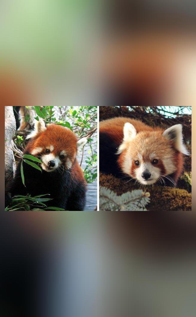 red-panda-is-not-one-but-two-separate-species-dna-evidence-shows