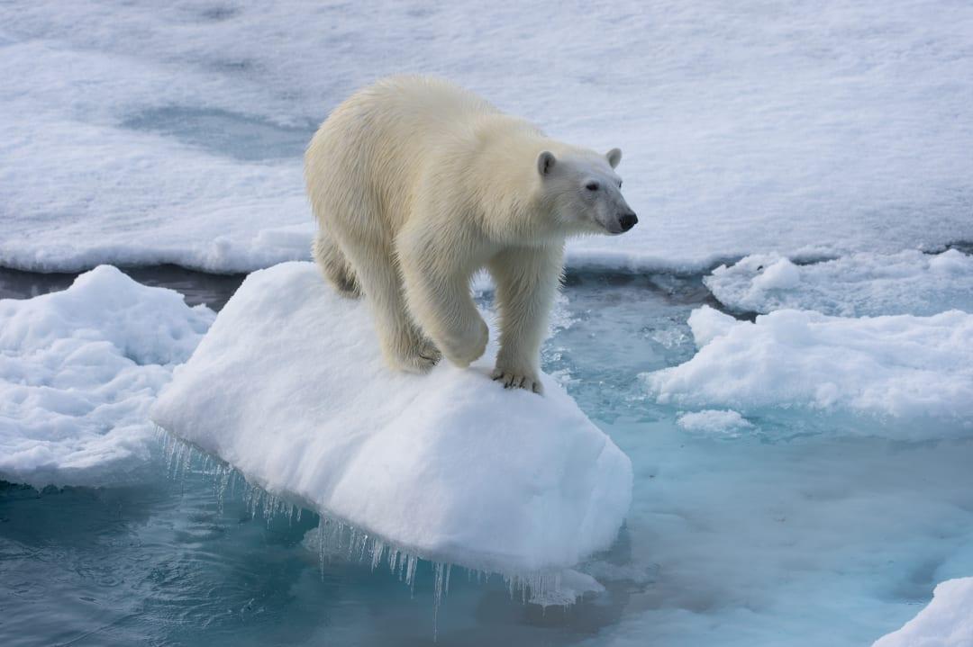 What Animals Does Polar Bears Eat