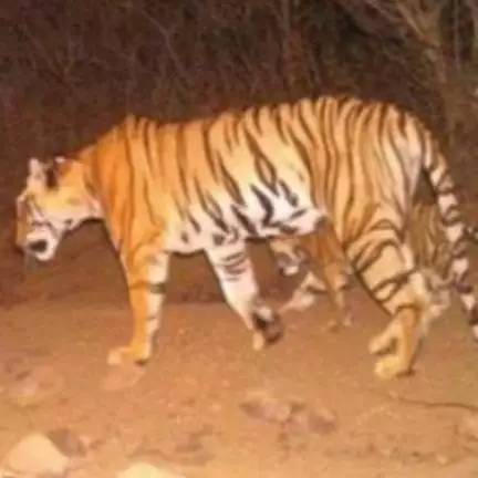thalamukil
