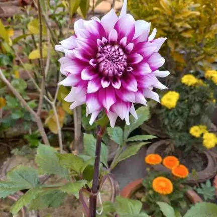 biswajit.mandal38